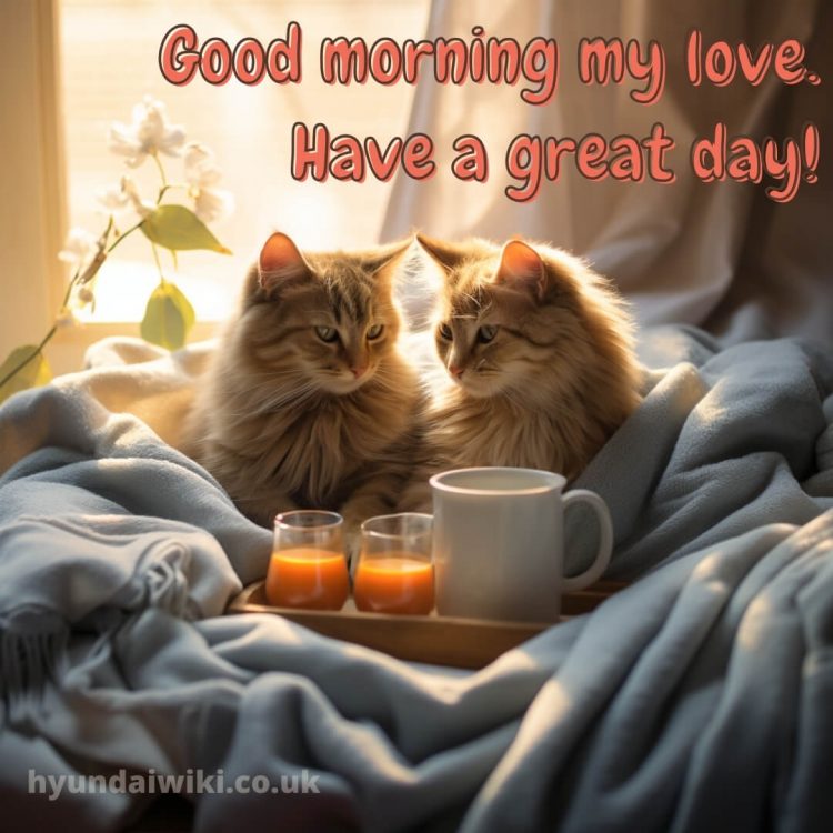 Good morning romantic images picture kitties gratis