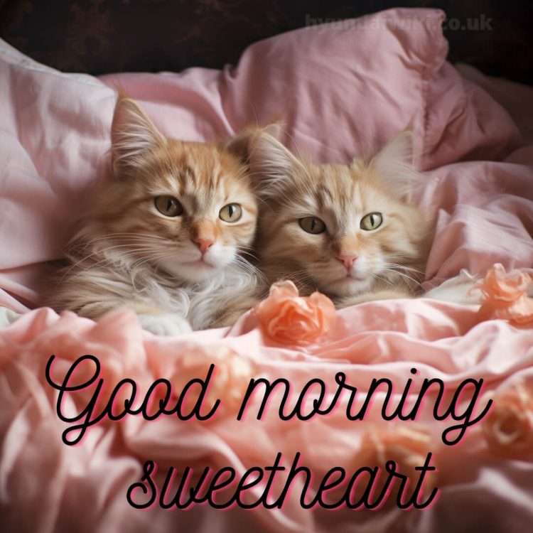Romantic good morning sweetheart picture kitties gratis